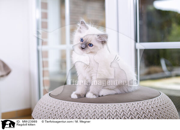 Ragdoll Ktzchen / Ragdoll kitten / MW-23989