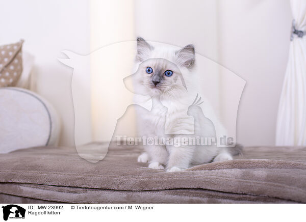 Ragdoll kitten / MW-23992