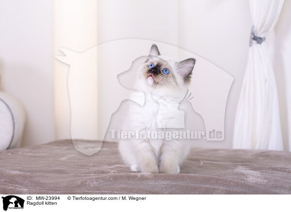 Ragdoll Ktzchen / Ragdoll kitten / MW-23994