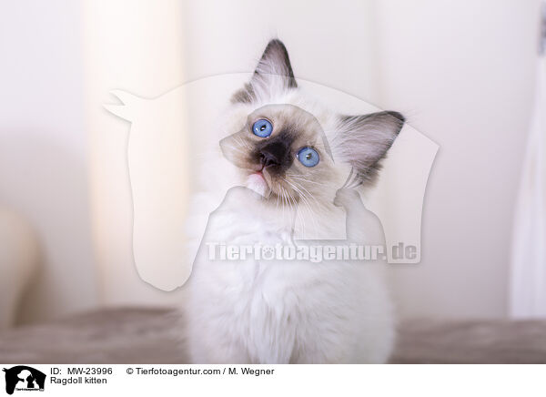 Ragdoll Ktzchen / Ragdoll kitten / MW-23996