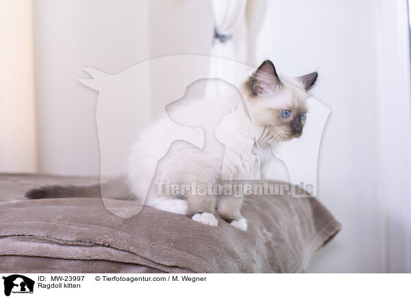 Ragdoll Ktzchen / Ragdoll kitten / MW-23997