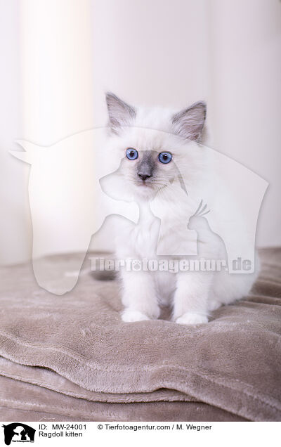 Ragdoll Ktzchen / Ragdoll kitten / MW-24001