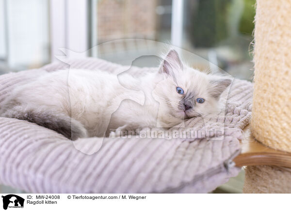 Ragdoll Ktzchen / Ragdoll kitten / MW-24008