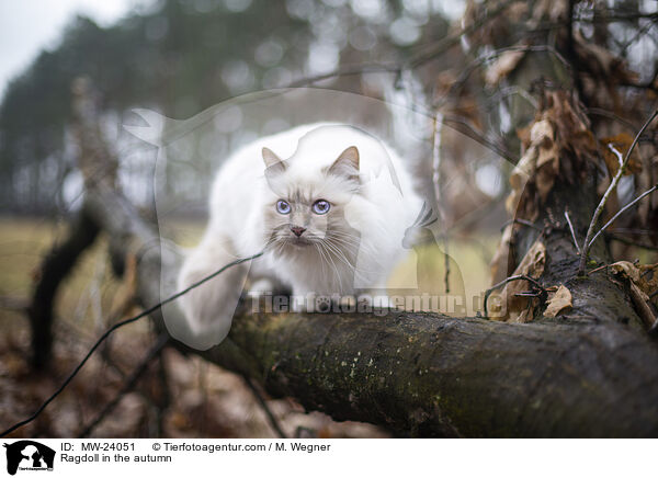 Ragdoll im Herbst / Ragdoll in the autumn / MW-24051