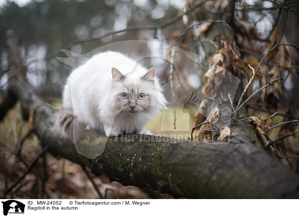 Ragdoll im Herbst / Ragdoll in the autumn / MW-24052