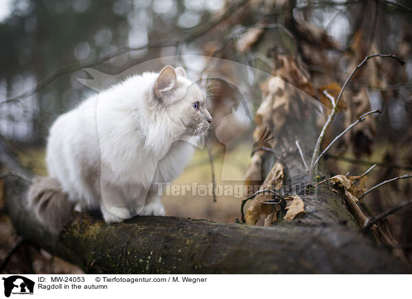 Ragdoll im Herbst / Ragdoll in the autumn / MW-24053