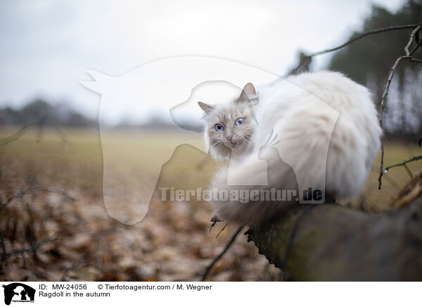 Ragdoll im Herbst / Ragdoll in the autumn / MW-24056