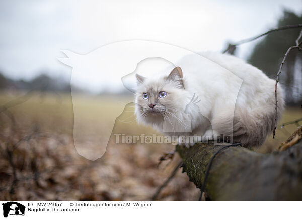 Ragdoll im Herbst / Ragdoll in the autumn / MW-24057