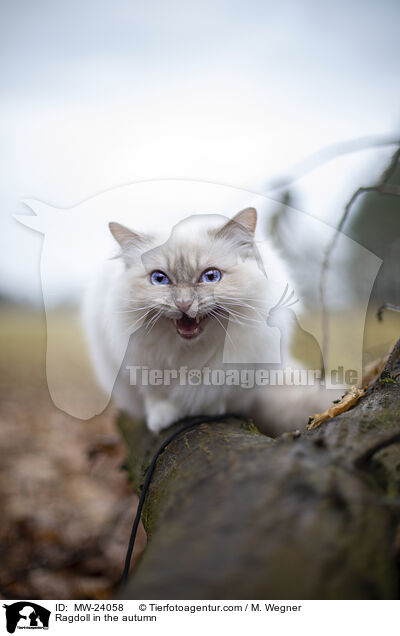 Ragdoll im Herbst / Ragdoll in the autumn / MW-24058