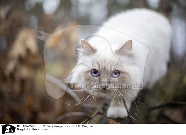 Ragdoll im Herbst / Ragdoll in the autumn / MW-24065