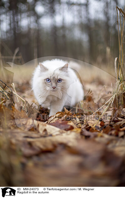 Ragdoll in the autumn / MW-24073