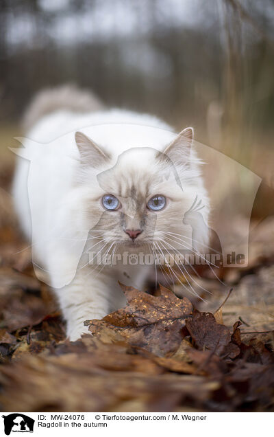 Ragdoll im Herbst / Ragdoll in the autumn / MW-24076