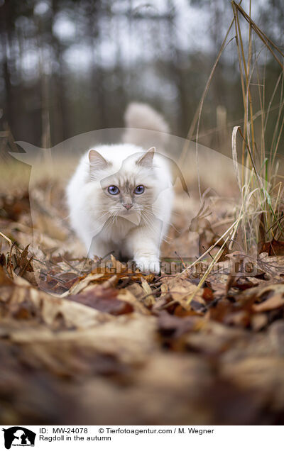 Ragdoll in the autumn / MW-24078