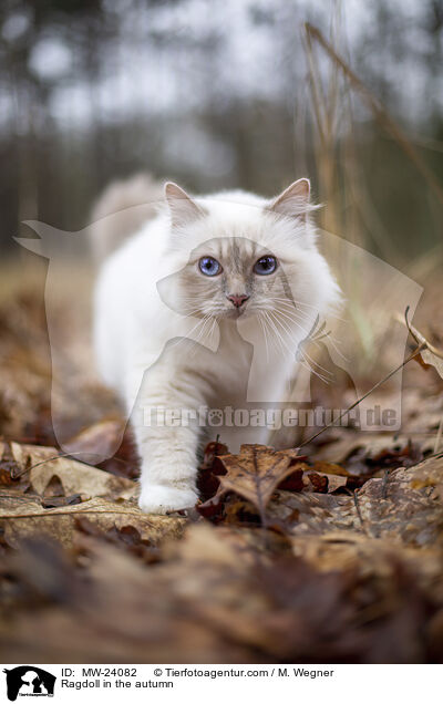 Ragdoll im Herbst / Ragdoll in the autumn / MW-24082