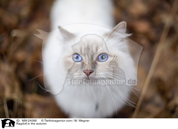 Ragdoll im Herbst / Ragdoll in the autumn / MW-24086