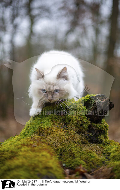 Ragdoll im Herbst / Ragdoll in the autumn / MW-24087