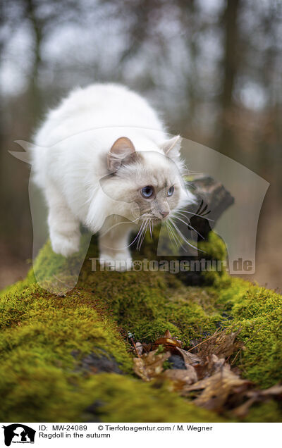 Ragdoll im Herbst / Ragdoll in the autumn / MW-24089