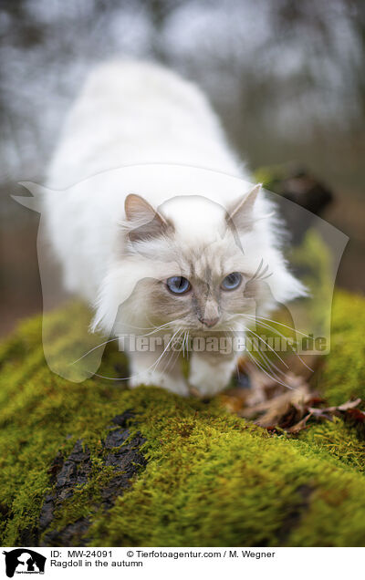 Ragdoll im Herbst / Ragdoll in the autumn / MW-24091