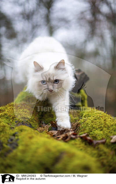 Ragdoll im Herbst / Ragdoll in the autumn / MW-24093