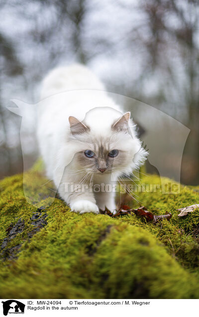 Ragdoll im Herbst / Ragdoll in the autumn / MW-24094