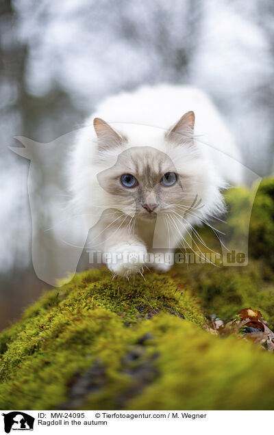 Ragdoll im Herbst / Ragdoll in the autumn / MW-24095