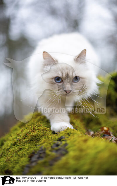 Ragdoll im Herbst / Ragdoll in the autumn / MW-24096