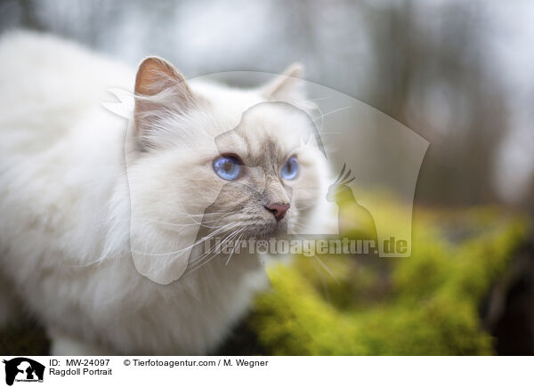 Ragdoll Portrait / Ragdoll Portrait / MW-24097