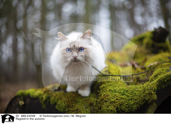 Ragdoll im Herbst / Ragdoll in the autumn / MW-24098