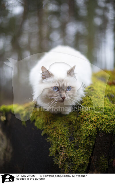 Ragdoll im Herbst / Ragdoll in the autumn / MW-24099