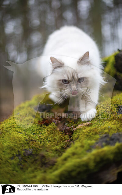 Ragdoll im Herbst / Ragdoll in the autumn / MW-24100