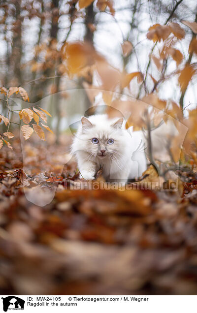 Ragdoll im Herbst / Ragdoll in the autumn / MW-24105