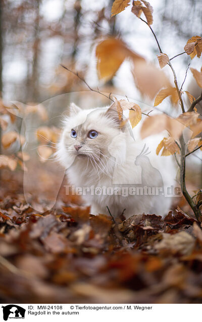 Ragdoll im Herbst / Ragdoll in the autumn / MW-24108