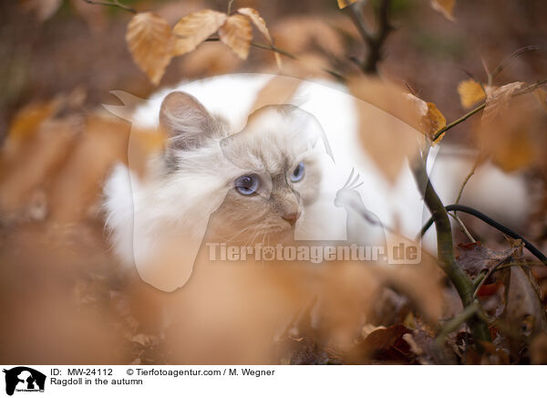 Ragdoll im Herbst / Ragdoll in the autumn / MW-24112