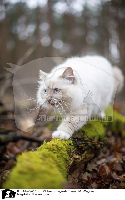 Ragdoll im Herbst / Ragdoll in the autumn / MW-24116