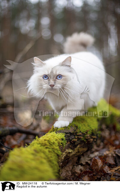 Ragdoll im Herbst / Ragdoll in the autumn / MW-24118