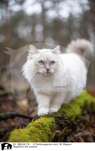 Ragdoll im Herbst / Ragdoll in the autumn / MW-24119