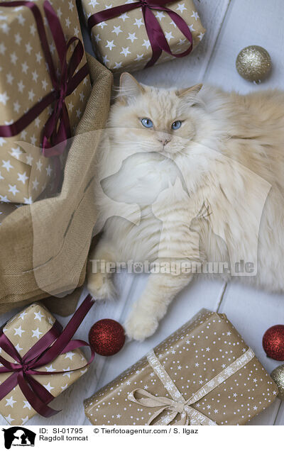 Ragdoll Kater / Ragdoll tomcat / SI-01795