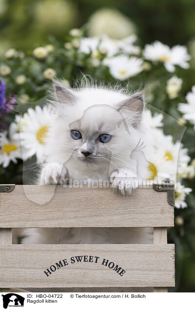 Ragdoll Ktzchen / Ragdoll kitten / HBO-04722