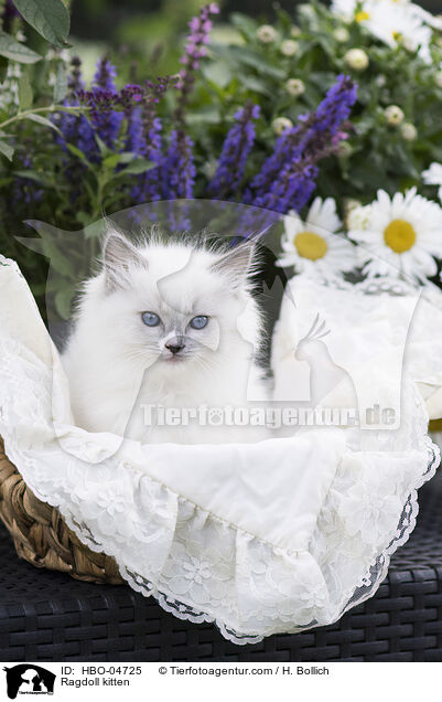 Ragdoll Ktzchen / Ragdoll kitten / HBO-04725