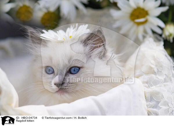 Ragdoll Ktzchen / Ragdoll kitten / HBO-04734