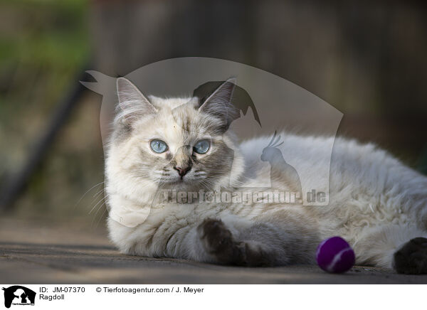 Ragdoll / JM-07370