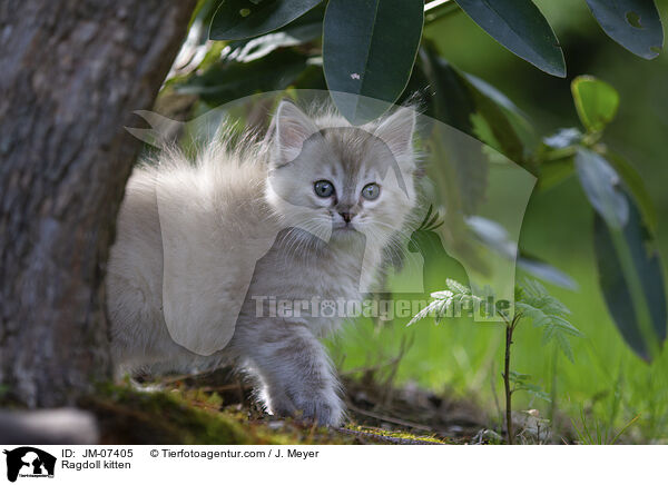 Ragdoll Ktzchen / Ragdoll kitten / JM-07405