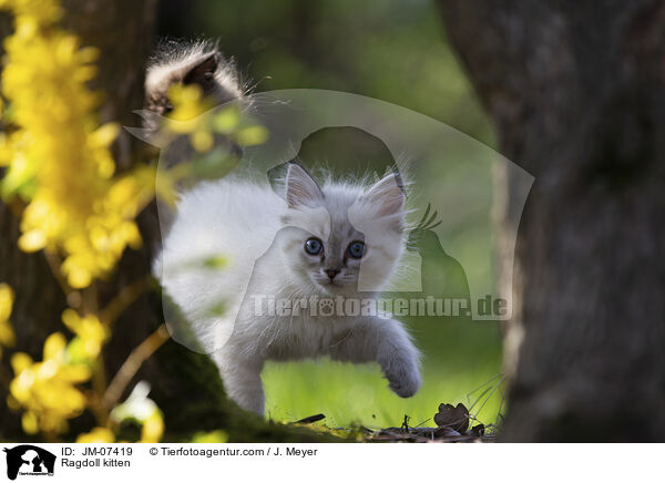 Ragdoll Ktzchen / Ragdoll kitten / JM-07419