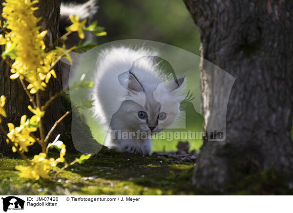 Ragdoll Ktzchen / Ragdoll kitten / JM-07420