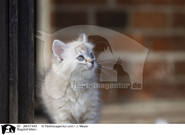 Ragdoll Ktzchen / Ragdoll kitten / JM-07440