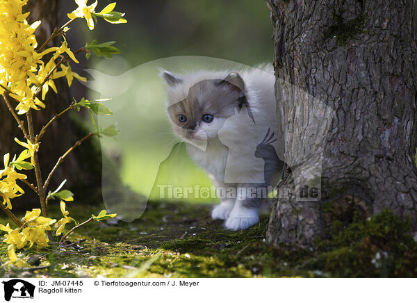 Ragdoll Ktzchen / Ragdoll kitten / JM-07445