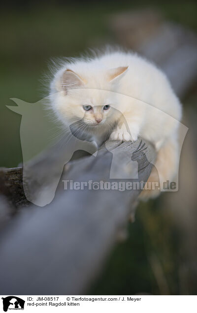 red-point Ragdoll Ktzchen / red-point Ragdoll kitten / JM-08517