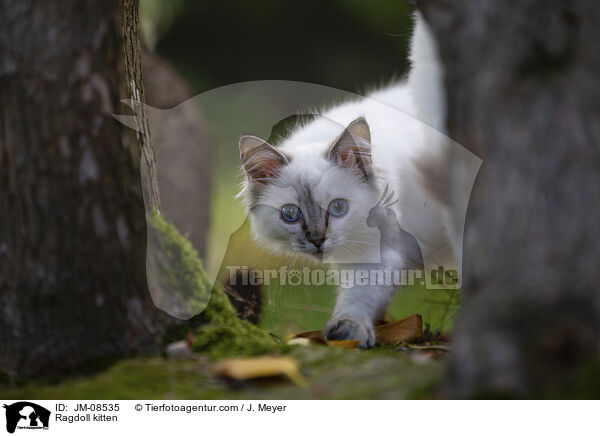 Ragdoll Ktzchen / Ragdoll kitten / JM-08535