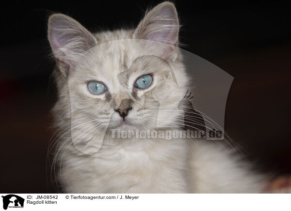 Ragdoll Ktzchen / Ragdoll kitten / JM-08542