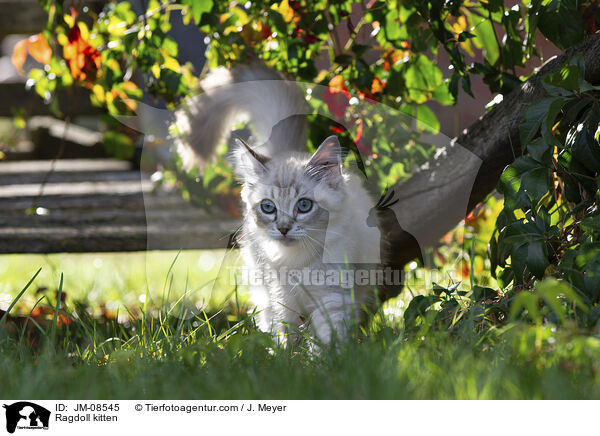 Ragdoll Ktzchen / Ragdoll kitten / JM-08545